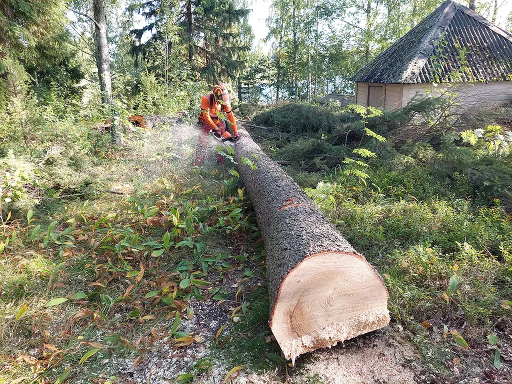 Reethin hautausmaalta kaadettiin maanantaina arvokkaan vanhan aidan kuntoa uhkaavia puita. Kuvassa TM-Savotta Oy:n toimitusjohtaja Tuomas Murdoch.